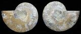 Polished Ammonite Pair - Agatized #56274-1